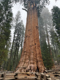 Giant Sequoia in the Minst, Sequoia National Park Fine Art Print