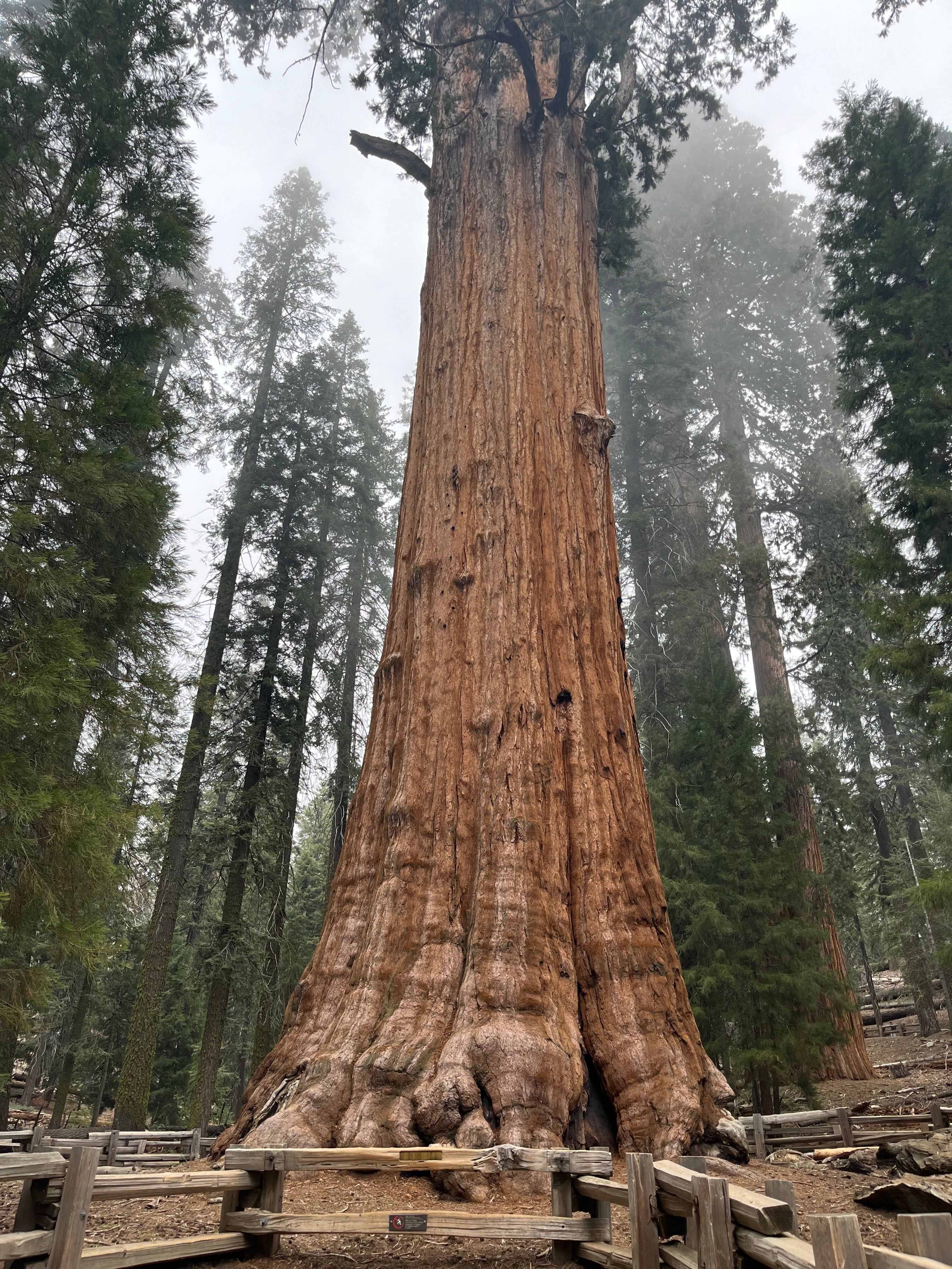 Giant Sequoia in the Minst, Sequoia National Park Fine Art Print